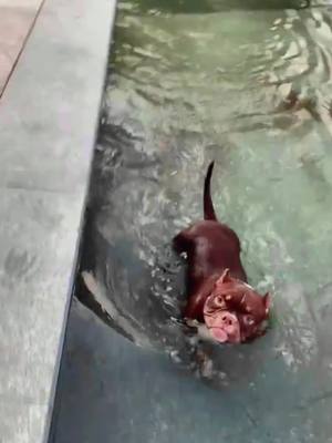 A post by @petshare8 on TikTok caption: Stupid dog swimming in such cold weather 🥶#bullydog #puppytiktok #foryou #sportlover 