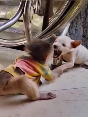 A post by @wildanimals64 on TikTok caption: Monkey vs dog  #animals #animalsoftiktok #animallife #attack #monkey #monkeysoftiktok 