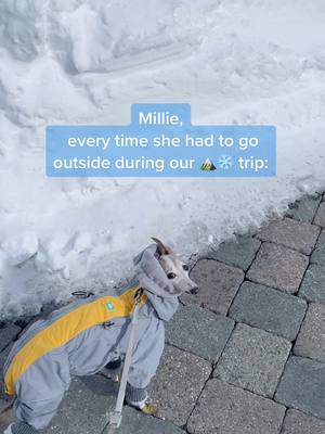 A post by @millie.the.iggy on TikTok caption: Meanwhile, the two doodles staying nearby were having the time of their LIVES. #trauma #victim #heartysnowdogsoftiktok #italiangreyhound #rescuedog 