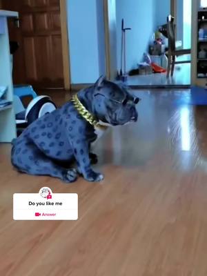 A post by @petshare8 on TikTok caption: #question from @petshare8 #puppytiktok #cutedog #usa_tiktok 