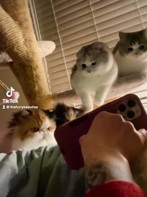 A post by @thefurrybeauties on TikTok caption: How to get 4 Cats to pay attention at the same time 🤣 #PetsOfTikTok 