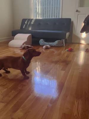 A post by @i_am_peabody on TikTok caption: Time to play! #otis #peabody #bros #brothers #play #chase #dachshund #dachshundsoftiktok #doxiesoftiktok #doxies #puppy#dogs #dogsoftiktok #doggo #pets #boys #minidoxie #dog