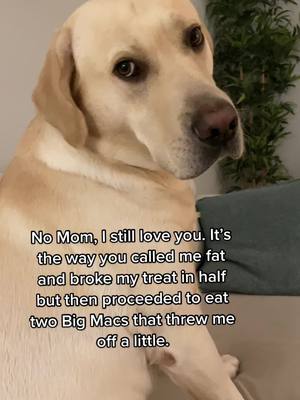 A post by @cooperthelabrador18 on TikTok caption: Guys, I’ve been eating McDonald’s way too much. IB - @Pacha the Golden #dog #puppy #dogs #cutedog #dogsoftiktok #funnydog #fypシ 