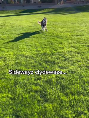 A post by @clydeswobblyworld on TikTok caption: Sidewayz Clydewaze..😆 #huskiesoftiktok #huskies #huskies #huskysoftiktok #specialneedsdogs #dogswithdisabilities #cerebellarhypoplasiadogs #cerebellarhypoplasia 