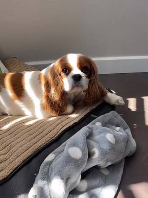 A post by @ezrathecavalier on TikTok caption: i 🤍 naps 💤 #fyp #foryou #foryoupage #cavalier #cavalierkingcharlesspaniel #cavalierkingcharles #dog #cute #kingcharles  