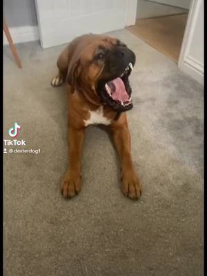 A post by @dexterdog1 on TikTok caption: #frenchie #dogsoftiktok #dogtiktok #boxerdebordeaux #boxerdog #dogdebordeaux 