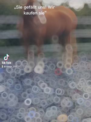 A post by @leni_und_polo on TikTok caption: Ist schon Okay #dolfi #horse #freiberger #stute #pferd #verkauft #viral #weitweg