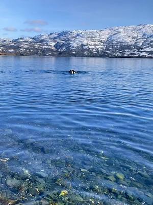 A post by @bernthesaint on TikTok caption: Beautiful Alaska! Bern loves swimming in the cold Alaskan water! 🥰🥰 #dogtok #saintbernard #saintbernardsoftiktok #dogtok #dogsoftiktok #fyp #foryou #kodiak #alaska