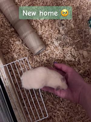 A post by @hamster_panteleimon on TikTok caption: #hamsters #hamster_team🐹 #cute #baby #wow #pets #recommendations #rec #tiktok #animals #nature #funny #pretty #hamster #Love #like #trend #tenderness #life #new #Home #baby #happy #disney #kids #grow #growupwithme #хомяк #хомячок #хома #хочуврек #хочувтоп #хочуврекомендации #хочувтренды #любовь #забота #переезд #новыйдом #дом #клетка #животные #питомцы #домашниеживотные #домашниепитомцы #зоопарк #нежность #тренды #реки #рек #рекомендации #тикток #кино #красота #милота  #лучшее #жизнь #дети #беларусь #топ