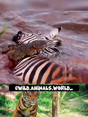 A post by @wildanimals64 on TikTok caption: Looks like the zebra has found its own way to death.  Do you think like that #animal #animallife #animalsoftiktok #wildlife #attack #animalattack 