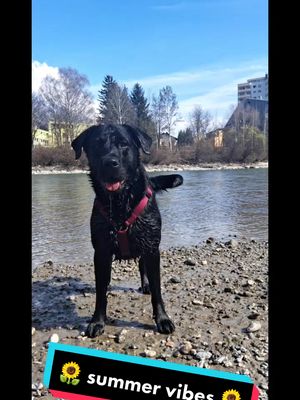 A post by @marleysfunnylife on TikTok caption: Wer freut sich auch auf den Sommer?🏖🌞 🌊🌻 #funnydog #marleysfunnylife #dogsoftiktok #goldenrottie #wasserrate #dogmoments #hundeliebe #doglovers 