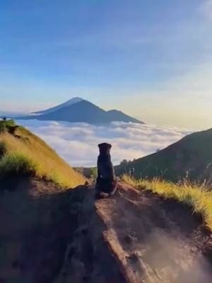 A post by @wildanimals64 on TikTok caption: sad love story 2 different worlds dog and cat