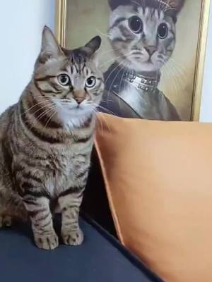 A post by @wildanimals64 on TikTok caption: cute kitty #pet#cute #cat