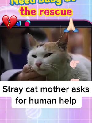 A post by @products_jk on TikTok caption: Follow if you love #StrayCat #Kitten #Cat #RescueCat #lovelife #foryou #CuteCat