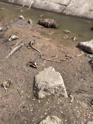 A post by @ on TikTok caption: It’s crazy what these fish can survive  #fish#fishing#fyp#bowfin#texas#bowfinfishing#pond#mud#mudhole#rescue#saved#released#texasfishingguide#river#houston#katy#katyfishing#freshwater#saltwater#skeleton#pyf#rocks#stream#creek#river#monster#texasbowfishing#howto#tips#tails#carp#gar#like#back#water#rod#reel#viral#casting#snag#savior#famous#chasebaitsusa#chasebaits