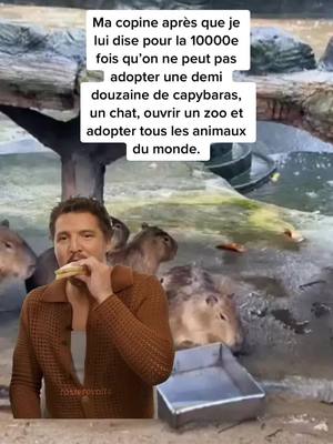 A post by @renaudlaliberte on TikTok caption: RIP son zoo #CapCut #capybara #pedropascal 