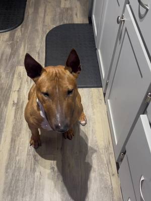 A post by @tankthebullterrior on TikTok caption: Tank Moss! Iykyk 😂 #tankthebullterrier #bullterrier #puppydog #fyp #doglover #bullterrierlife #dogsoftiktok #fatboi #dogs #dogcatcher #dogcatchchallenge #dogcatchfood #tysonchicken #dogtreat 