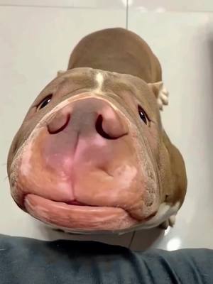 A post by @petshare8 on TikTok caption: Look like a hippo 😎#bullypuppy #animals #usa🇺🇸 