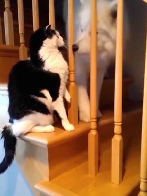 A post by @carson.wow on TikTok caption: #cat #catsoftiktok #animals #funnyvideos #pet #foryou  