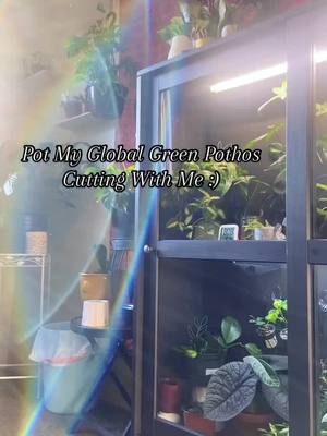 A post by @laurenix.j on TikTok caption: pothos are my #1 favorite plant, so many different types and each look beautiful! 🌱❤️  #houseplants #houseplantsoftiktok #plants #plantgirl #houseplantlover #plantvideos #plantpropagation #plantpotting #pothos #growcabinet #tiktokplants  