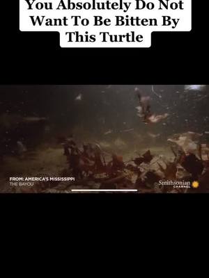 A post by @sciencelobby on TikTok caption: (Credit:Smithsonian Channel) #science #sciencechannel #turtle #turtles #turtlesoftiktok #fypシ #foryoupage 