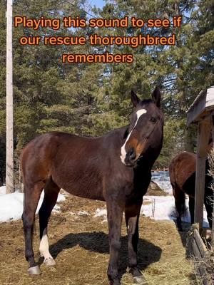 A post by @chevalerie.ca on TikTok caption: Oh he remembers! #racehorses #thoroughbred #rescuehorse #horsesoftiktoks #equestrian #rescued 