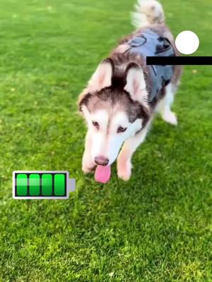 A post by @clydeswobblyworld on TikTok caption: Go at your own pace.. 👏🏼🥰🐾 #cerebellarhypoplasiadogs #dogswithdisabilities #huskies #huskiesoftiktok #MyDolceMoment #huskysoftiktok #cerebellarhypoplasia #specialneedsdog #husky