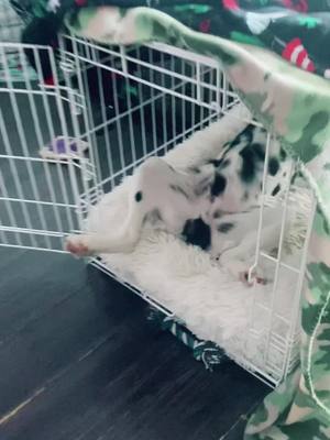 A post by @dalmatianventures on TikTok caption: #dal #dalmatian #dalmatiansoftiktok #dogsoftiktok #dogs #dogvideos #littermates #puppies #puppy #puppylove #puppiesoftiktok #101dalmatians #nap #naptime