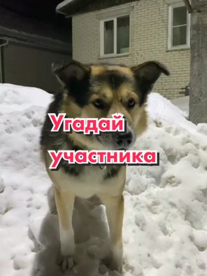 A post by @bling.dog.house on TikTok caption: Угадываем!! #bling_dog_house #blingdoghouse #blingdog 