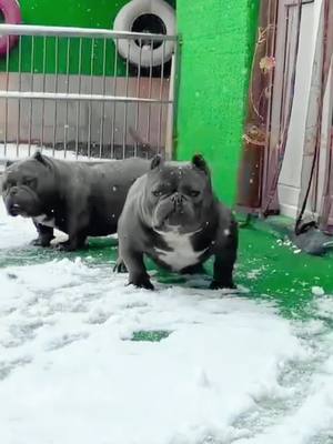 A post by @petshare8 on TikTok caption: It’s very happy when it snowing 🥶#bullydog #puppytiktok #usa_tiktok 