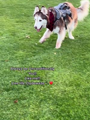 A post by @clydeswobblyworld on TikTok caption: Be you!! Incontinently! #MyDolceMoment #dogswithdisabilities #huskiesoftiktok #huskies #huskysoftiktok #cerebellarhypoplasiadogs 