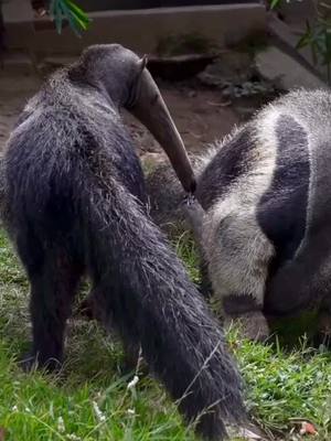 A post by @wildlifeobservatory on TikTok caption: #animals #anteater #cute