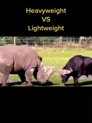 A post by @wildlifeobservatory on TikTok caption: #animals #wild #rhino #buffalo