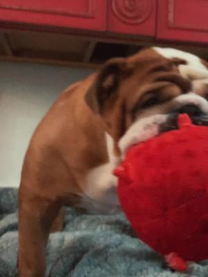 A post by @sirrolo on TikTok caption: #bulldog #fyp 