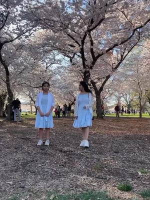 A post by @veenalove16 on TikTok caption: Who else were here? #cherryblossom #washington Dc #tumtum #tum #fyp 