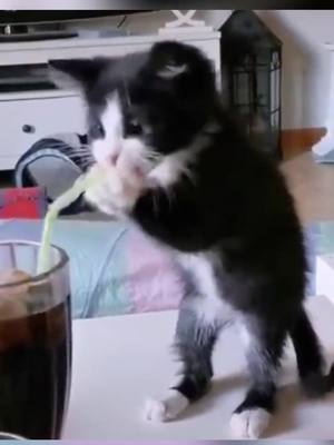 A post by @carson.wow on TikTok caption: #cat #catsoftiktok #animals #funnyvideos  