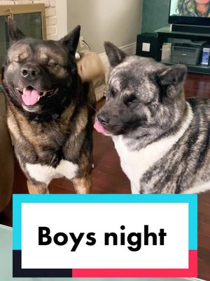 A post by @kuma_yumi_bears on TikTok caption: His face 😂 #americanakita #akita #dogmom #dog #Love #Relationship #drinks #night #party #boysnight #club #relationshipgoals #wife #angry #late 