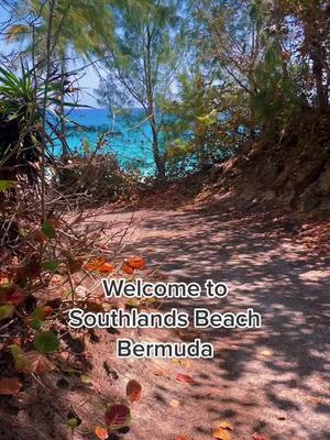 A post by @cake_or_death_ on TikTok caption: With so much love from the middle of the sea 💛 #bermuda #purejoy #beach #longtail #peace #ocean #waves #pinksand