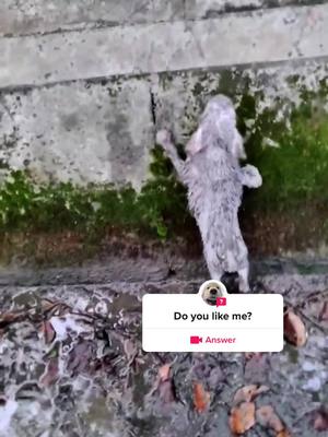 A post by @ejcit5636 on TikTok caption: #question from @ejcit5636 #puppy #puppylove #straydog #foryou #pyf 