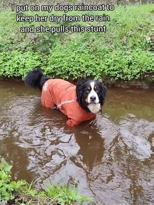 A post by @doublefluftrouble on TikTok caption: I was trying to avoid a blowout for her but here we are 🤷 #bernesemountaindog #bernersennen #bernese #berner #bernersennenhund #bouvierbernois #boyerodeberna #bernesdelamontaña #bernesemountaindogs #バーニーズマウンテンドッグ #livelifeoffleash #thegreatoutdogs #thegreatoutdoors  #ilovemydog #doglover #bovarodelbernese #berninpaimenkoira #swimming #hurttaambassador 