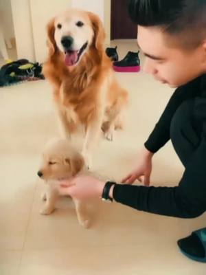 A post by @wjdmjwgqp9t on TikTok caption: #寵物狗🐶 #pet #寵物成精了 #GenshinImpact34 #寵物世界 #寵物篇 