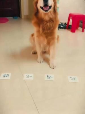 A post by @wjdmjwgqp9t on TikTok caption: #寵物狗🐶 #pet #寵物成精了 #SeeHerGreatness #GenshinImpact34 