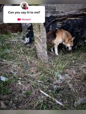 A post by @ejcit5636 on TikTok caption: #question from @ejcit5636 #puppy #puppylove #straydog #foryou #pyf 