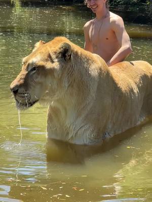 A post by @kodyantle on TikTok caption: My big brother Apollo ☀️ Come be our guest at the Myrtle Beach Safari 🏝️ 