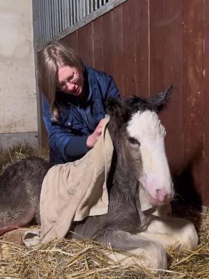 A post by @lv_clydesdale on TikTok caption: Hello baby Starlight 💫 newborn Clydesdale ❤️ #viral #foalsoftiktok #foal #horsetok #fyp 