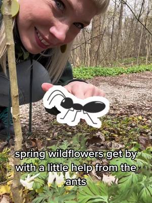 A post by @cincynature on TikTok caption: Ants help some spring wildflowers plant their seeds! #plants #ants #wildflower #nature #springbreak 