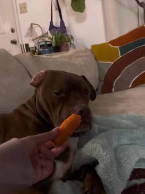 A post by @miltoninseattle on TikTok caption: Never giving milton another carrot again SORRY #dogsofttiktok #pitbullsoftiktok #bombasticsideeye 