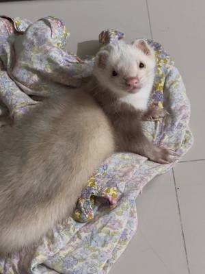 A post by @chesterelhuron on TikTok caption: Sha deja de grabarme #huron #ferret #mascotahablando 