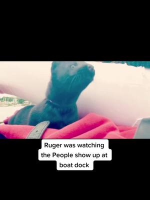 A post by @rugerthemink on TikTok caption: #rugerthemink & #minkgirl Go to #Lake #ruger #gaurdmink #protector #mybestfriend #mink #🖤 #tiktokmink #fyp #minksoftiktok #instagrammink #saturday #goodmorning #adventuresofrugerthemink #tiktok #water #NW #riverrat #myworld #🌏  #boat #explore 