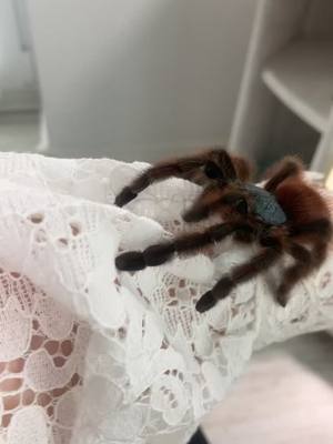 A post by @emmsimemmsi on TikTok caption: Such a beautiful tarantula!🕷️  Caribena versicolor . . . . #tarantula #tiere #animals #spider #spinne #vogelspinne #tarantulasoftiktok #caribenaversicolor #fy #fyp #foryou #foryoupage #fürdich 